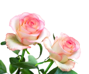 Two pink roses with green leaves isolated on transparent background. Cut out floral corner border with copy space for greeting card design © Konstiantyn