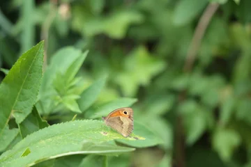 Bull's Eye butterfly is sitting on a green leaf. © indigolotos