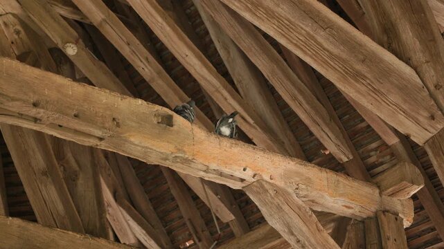 Pigeons Perched on Ancient Wooden Roof Beams