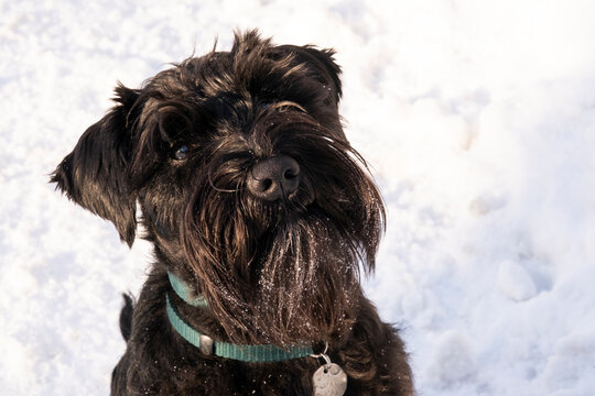 Black miniature schnauzer sits in the snow, close up image