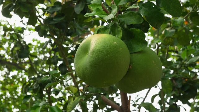 Close-Up of Green Pomelos Growing on a Tree in a Tropical Orchard