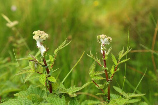 Ireland nature. Meadowsweet plant (Filipendula ulmaria) with meadow spittlebug foam protecting larvae (Philaenus spumarius).