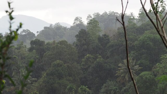 Heavy rain falling on tropical jungle hills