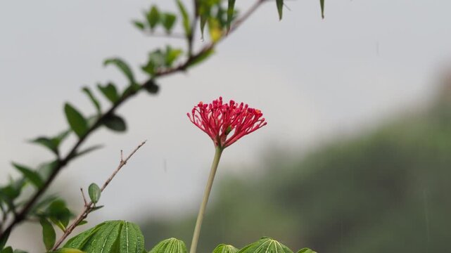 Beautiful red jatropha flower in the rain
