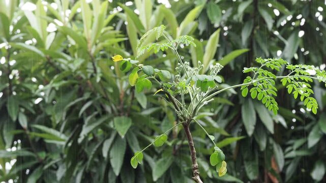 Moringa oleifera plant growing in the rain