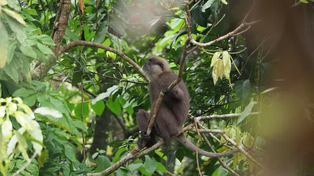 Nilgiri langur monkey sitting on a tree branch