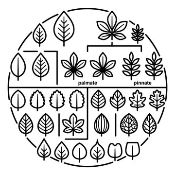 Diagram of various leaf shapes and types.