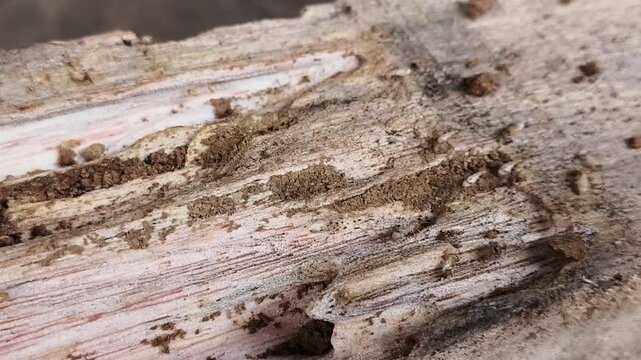 A detailed macro view of a textured surface, showing organic details such as tree bark or weathered wood grain.