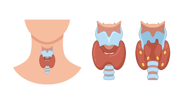 Thyroid Gland Anatomy Illustration. Human neck silhouette with thyroid and parathyroid gland diagrams. Ideal for medical education and endocrine health articles.
