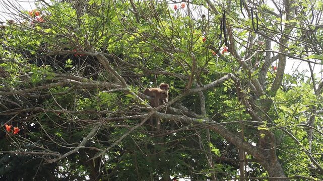 Two macaque monkeys grooming on a tree branch