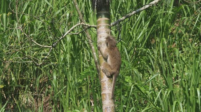 Toque macaque monkey climbing down a tree in sri lanka