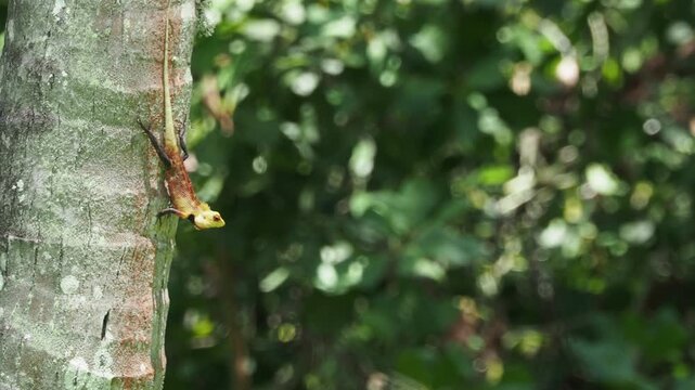 Oriental garden lizard climbing down tree trunk