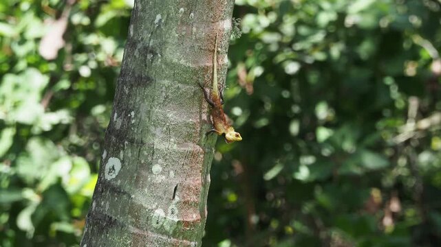 Oriental garden lizard lizard bobbing its head on a tree trunk