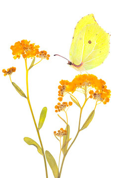 Ż&oacute;łty motyl latolistek cytrynek na suszonej roślinie kocanki piaskowej, izolowany na białym tle.