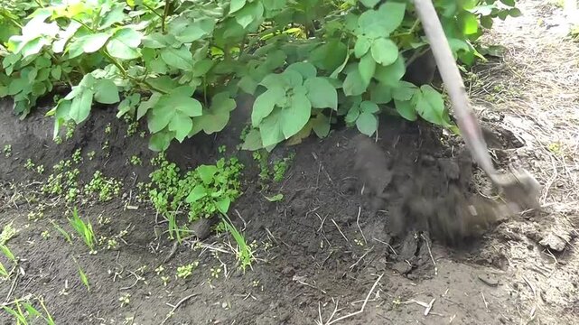 Hilling up potatoes with a hoe in a garden with green leaves  