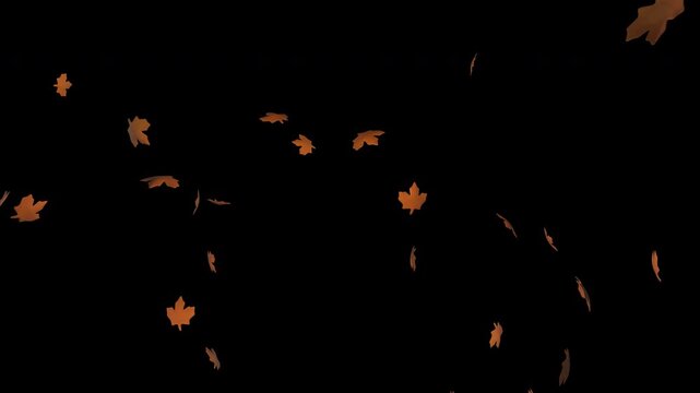 Autumn leaves falling on transparent background with drifting maple leaves, seasonal fall motion graphic overlay