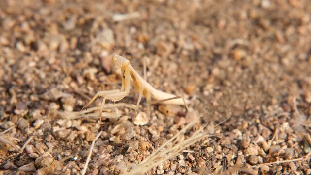 stabilised 4k macro footage of brown praying mantis in camouflage mode with soil, insect , entomology, environment, animals
