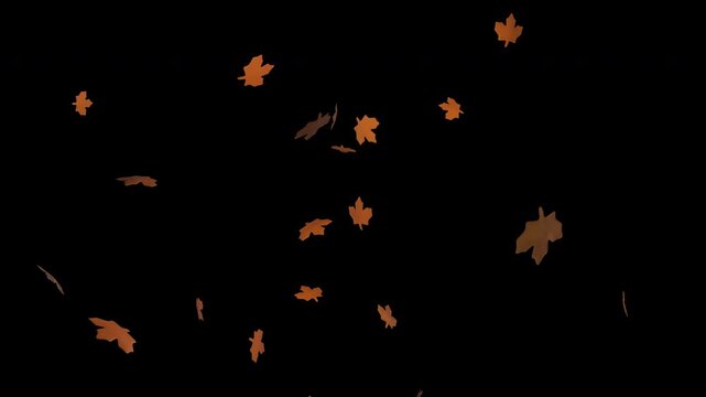 Autumn leaf fall on transparent background with floating maple foliage, seasonal celebration motion graphic overlay