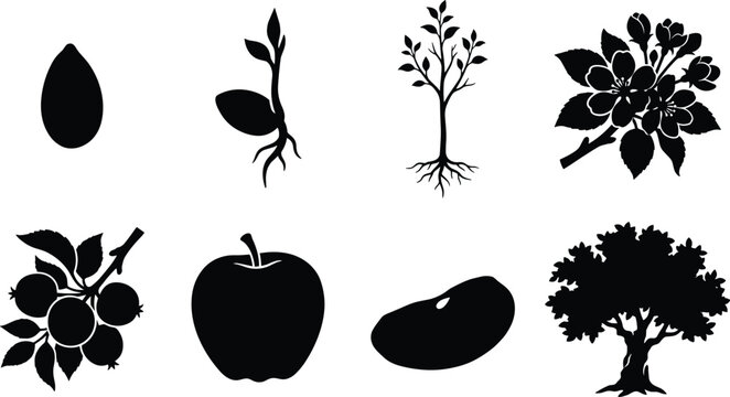 Apple tree life cycle vector icon set featuring seed sprout blossom and mature fruit silhouettes