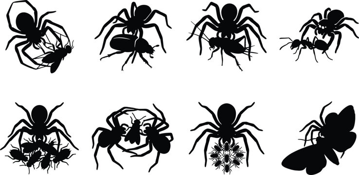 Spider hunting and breeding silhouette vector icon set with black shapes of arachnids catching insect prey