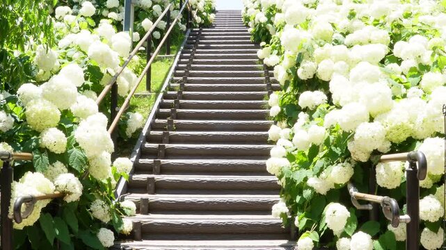 初夏のお台場シンボルプロムナード公園、明るい日差しと両脇を白いアナベルが彩る階段