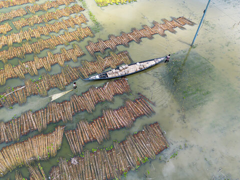 Natore, Rajshahi Division, Bangladesh - 25 July 2026: Aerial view of jute stalks submerged in water for retting, with a small boat and workers navigating the flooded fields.