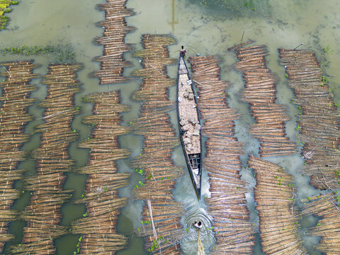 Natore, Rajshahi Division, Bangladesh - 25 July 2026: Aerial view of a farmer in a wooden boat navigating through rows of jute stalks submerged in water for retting in rural Bangladesh.