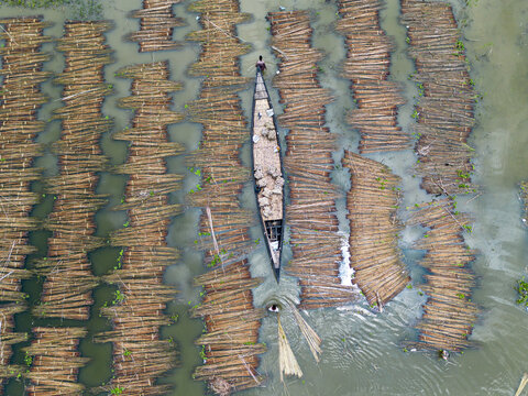 Natore, Rajshahi Division, Bangladesh - 25 July 2026: Aerial view of a fisherman in a wooden boat navigating through rows of jute stalks being retted in the water.