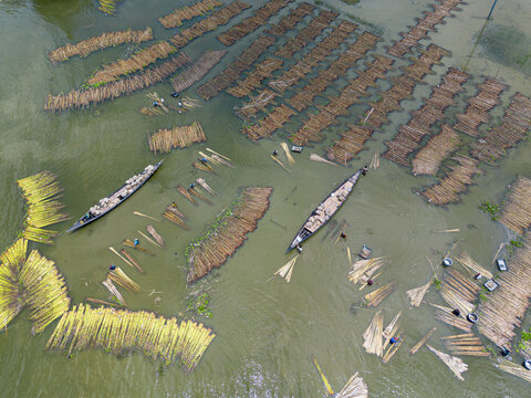 Natore, Rajshahi Division, Bangladesh - 25 July 2026: Aerial view of workers in wooden boats processing jute stalks submerged in the water, showcasing traditional agricultural practices.