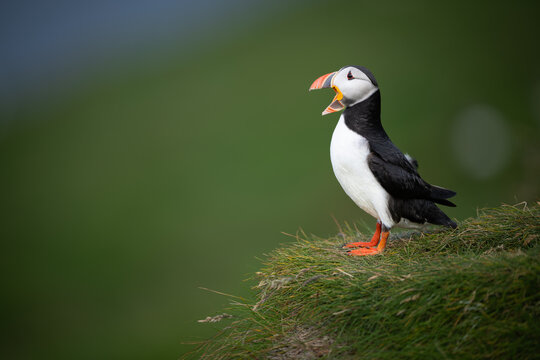 Atlantic Puffin calling on a green grassy cliff in Iceland