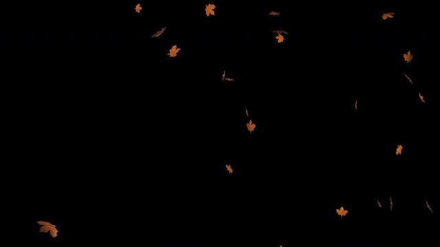 Orange maple leaves falling on transparent background with floating autumn foliage, seasonal overlay animation