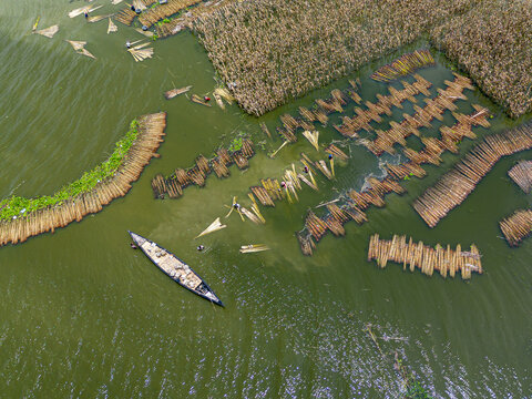 Natore, Rajshahi Division, Bangladesh - 25 July 2026: Aerial view of workers processing jute fibers in the water, with bundles of jute arranged in rows and a small boat.