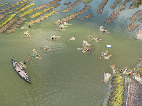Natore, Bangladesh - 25 July 2026: Aerial view of farmers working in the water to process jute bundles in the traditional retting method.