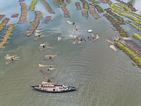 Natore, Rajshahi Division, Bangladesh - 25 July 2026: Aerial view of farmers processing jute stalks in flooded fields, with a wooden boat loaded with jute bundles in the water.