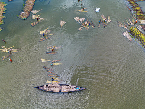 Natore, Bangladesh - 25 July 2026: Aerial view of workers processing jute stalks in the water, with bundles of jute floating and a traditional wooden boat.