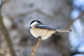 Side Profile of a Black-capped Chickadee Perched on a Branch in Winter © Claudia
