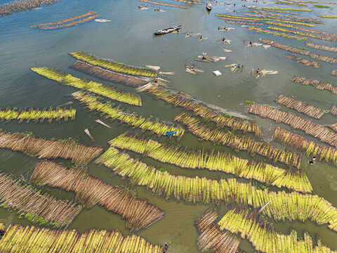 Natore, Rajshahi Division, Bangladesh - 25 July 2026: Aerial view of jute stalks being retted in water with workers in small wooden boats in a rural landscape.