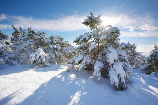 Beautiful winter landscape with snow covered pine trees under a bright sun and blue sky. Scenic countryside view.
