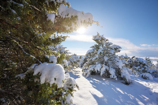 Beautiful winter landscape with snow covered pine trees under a bright sun and blue sky. Scenic countryside view.