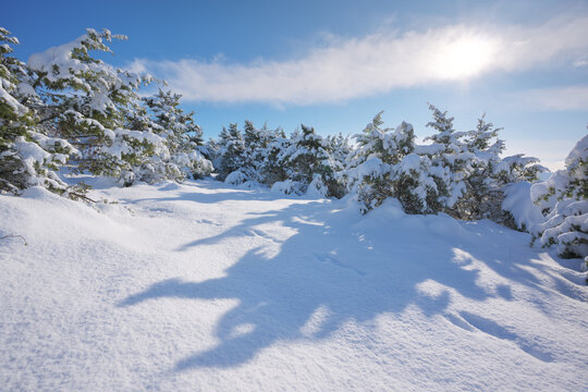 Beautiful winter landscape with snow covered pine trees under a bright sun and blue sky. Scenic countryside view.