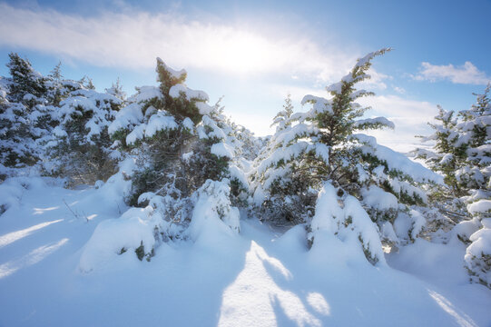 Beautiful winter landscape with snow covered pine trees under a bright sun and blue sky. Scenic countryside view.