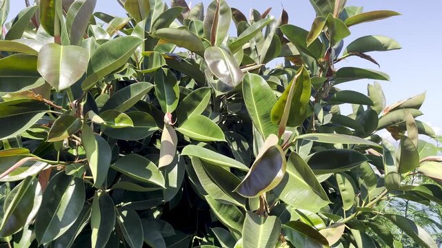 Close-up of lush green foliage of a rubber plant ficus tree with large glossy leaves against a clear blue sky