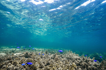 Underwater Nature Scene with Coral Reef Ecosystem © Satoshi