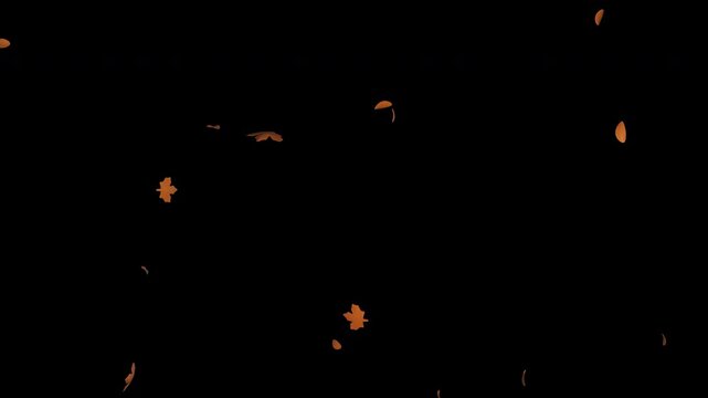 Autumn foliage falling on transparent background with realistic drifting leaves, elegant seasonal motion overlay