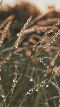 Morning dew on meadow grass in sunlight, vertical macro