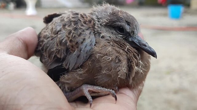 Baby Dove Held in Hand Close-Up. Close-Up of Human Hand Holding Baby Dove Chick for Wildlife Rescue, Animal Care, and Nature Protection Concept