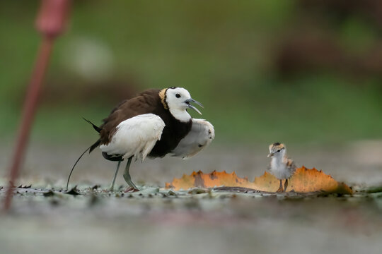 Adult Pheasant-tailed Jacana Displaying Behavior Beside Chick in Freshwater Wetland