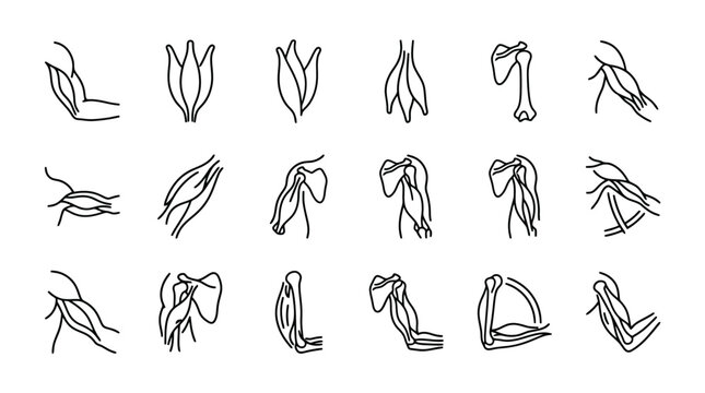 Human Anatomy Arm Muscles Collection