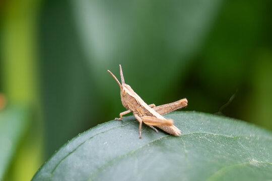 Side view of a small grasshopper on a green leaf