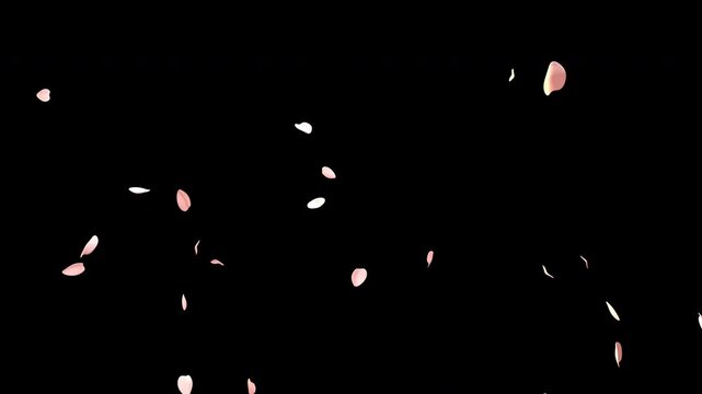 Cherry blossom petals falling on transparent background with soft pink sakura springtime flowers, romantic motion graphic overlay